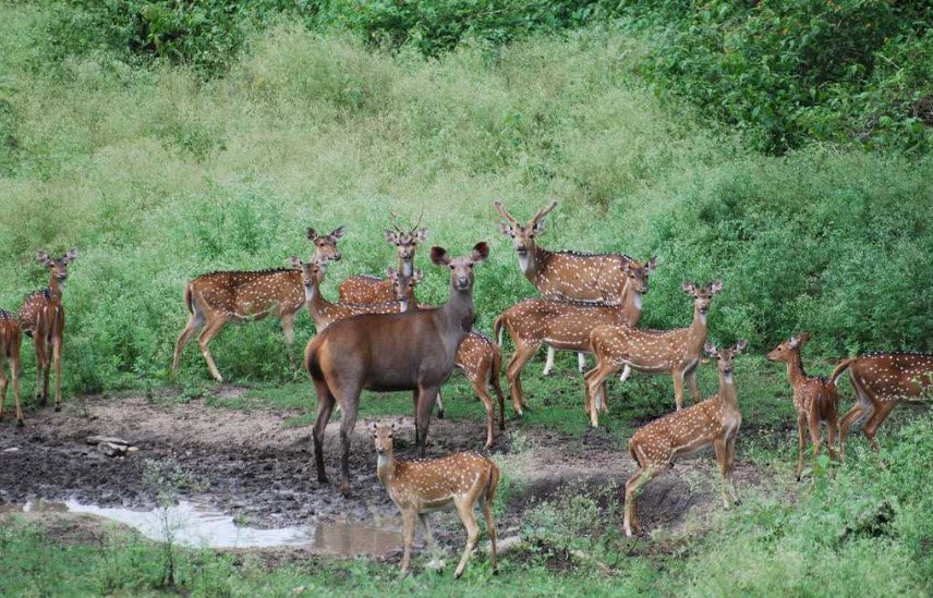 Indravati National Park(Kutru), Bijapur, Chhattisgarh - Vushii.com
